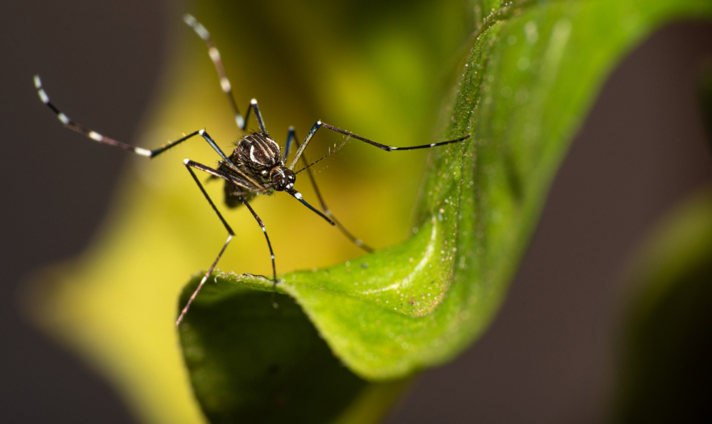 aedes aegypti mosquito that transmits dengue brazil perched leaf macro photography selective focus