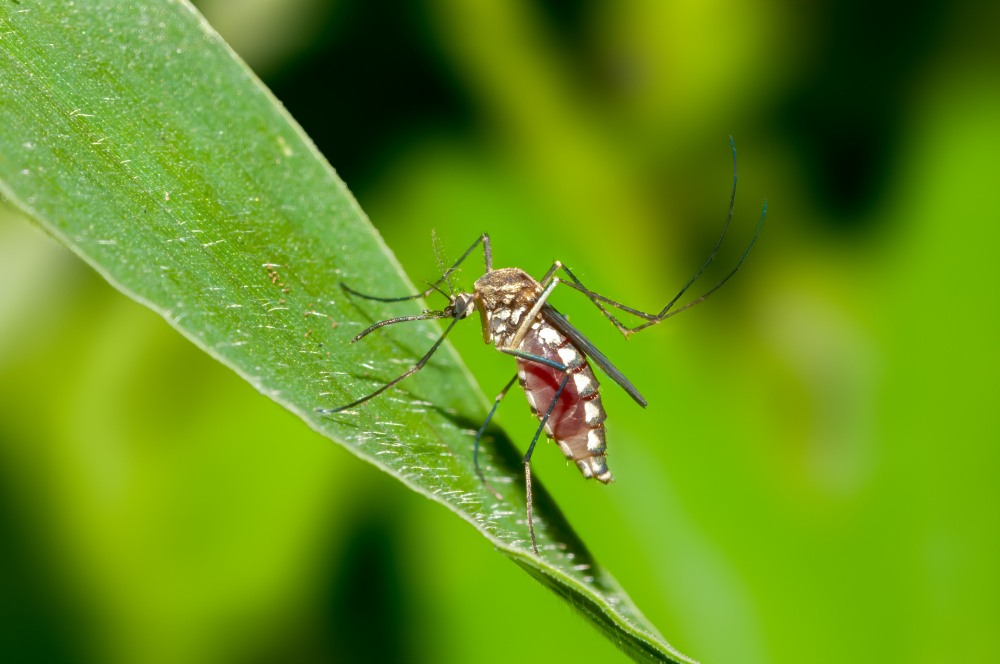 close up shot mosquito leaf