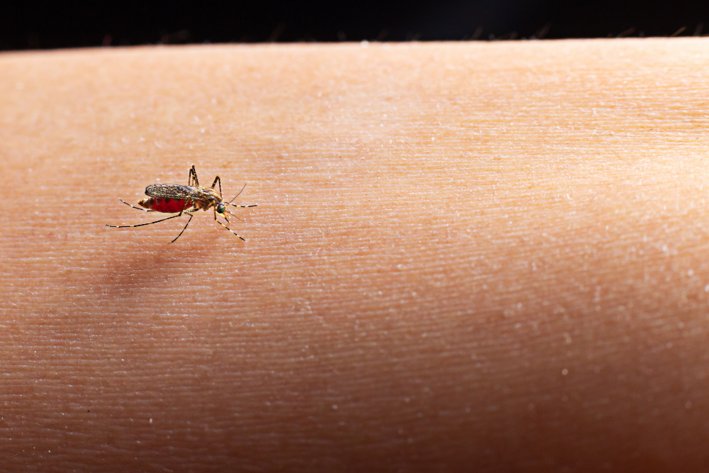 close up mosquito sucking blood